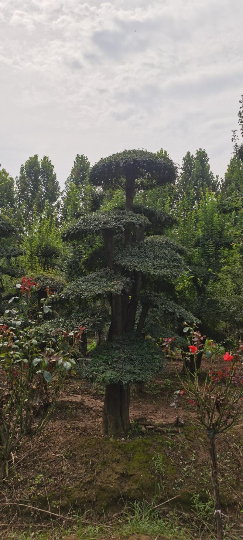 对节白蜡，3米高的对节白蜡