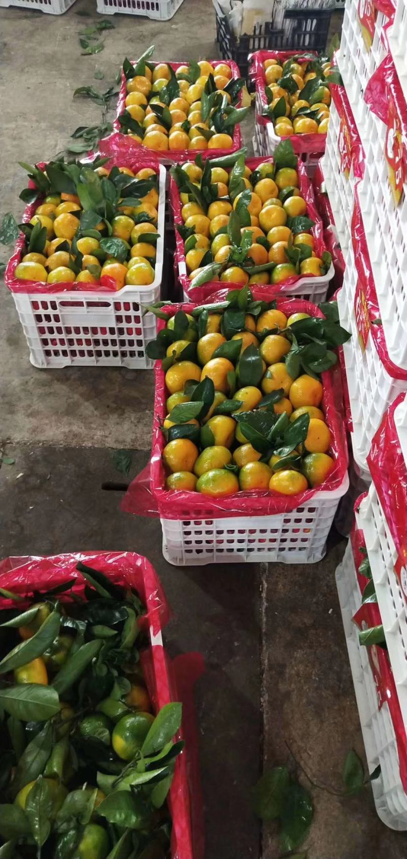 大芬蜜橘，口感非常不错，无任何中间商，支持发货