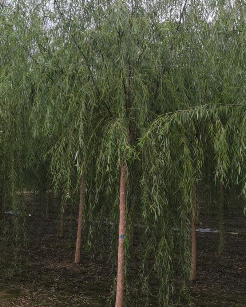 垂柳嫁接垂柳嫁接金丝柳