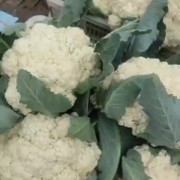 山东聊城有机菜花。白面青梗，有机花菜产地直发。质量保证。