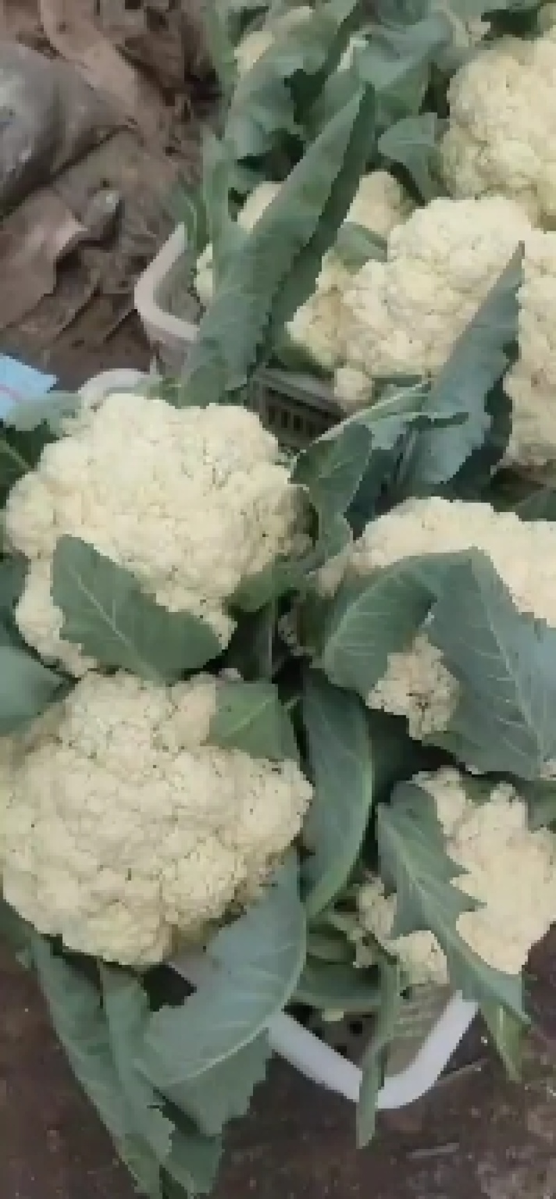 山东聊城有机菜花。白面青梗，有机花菜产地直发。质量保证。