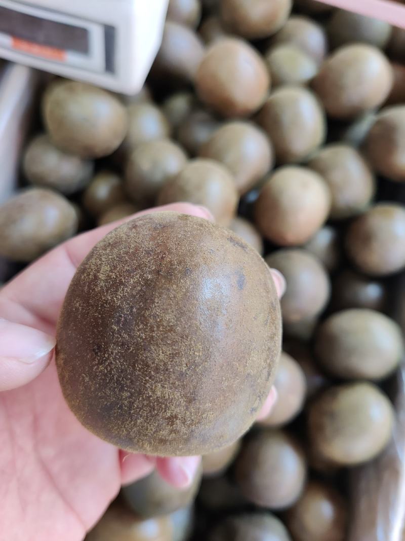 罗汉果各种规格罗汉果十五个起批不包邮碎了包退
