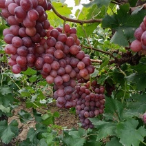 红提