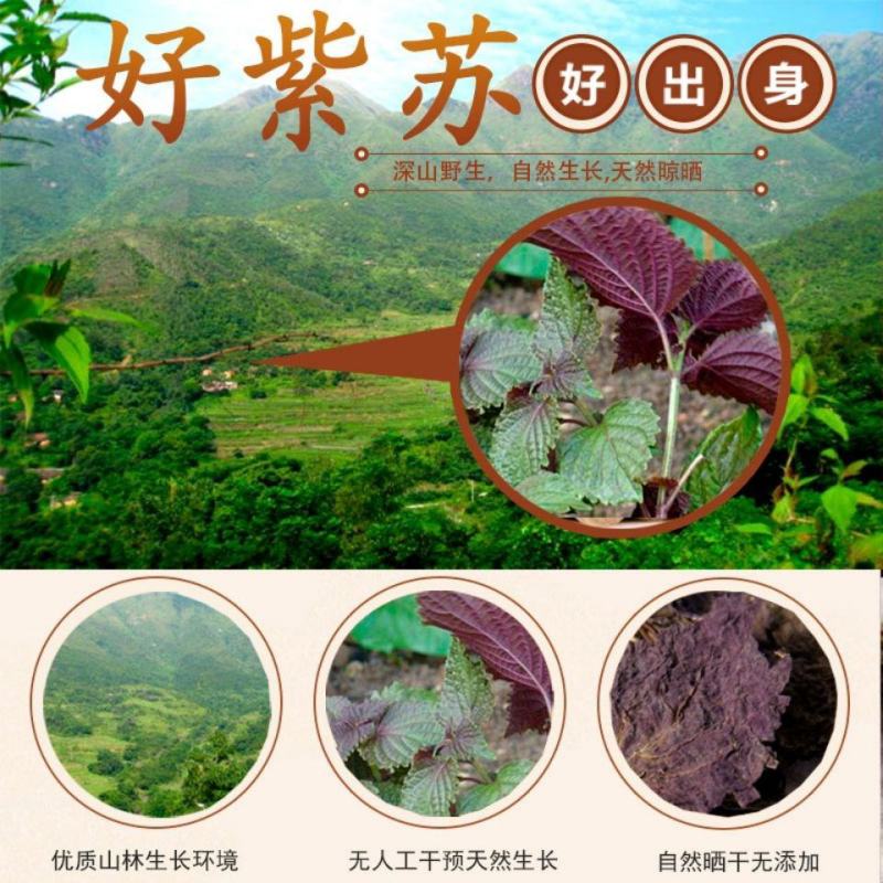 新鲜正宗野生紫苏叶干天然苏子叶干泡茶烧鱼虾蟹去腥食用香料