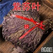 新鲜正宗野生紫苏叶干天然苏子叶干泡茶烧鱼虾蟹去腥食用香料