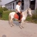 马活体马骑乘大马
