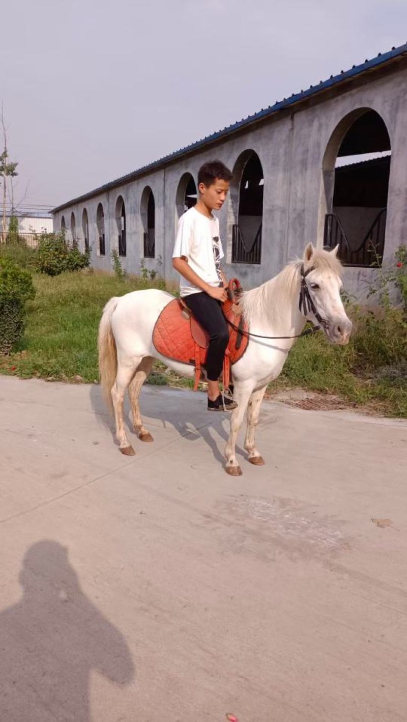马活体马骑乘大马