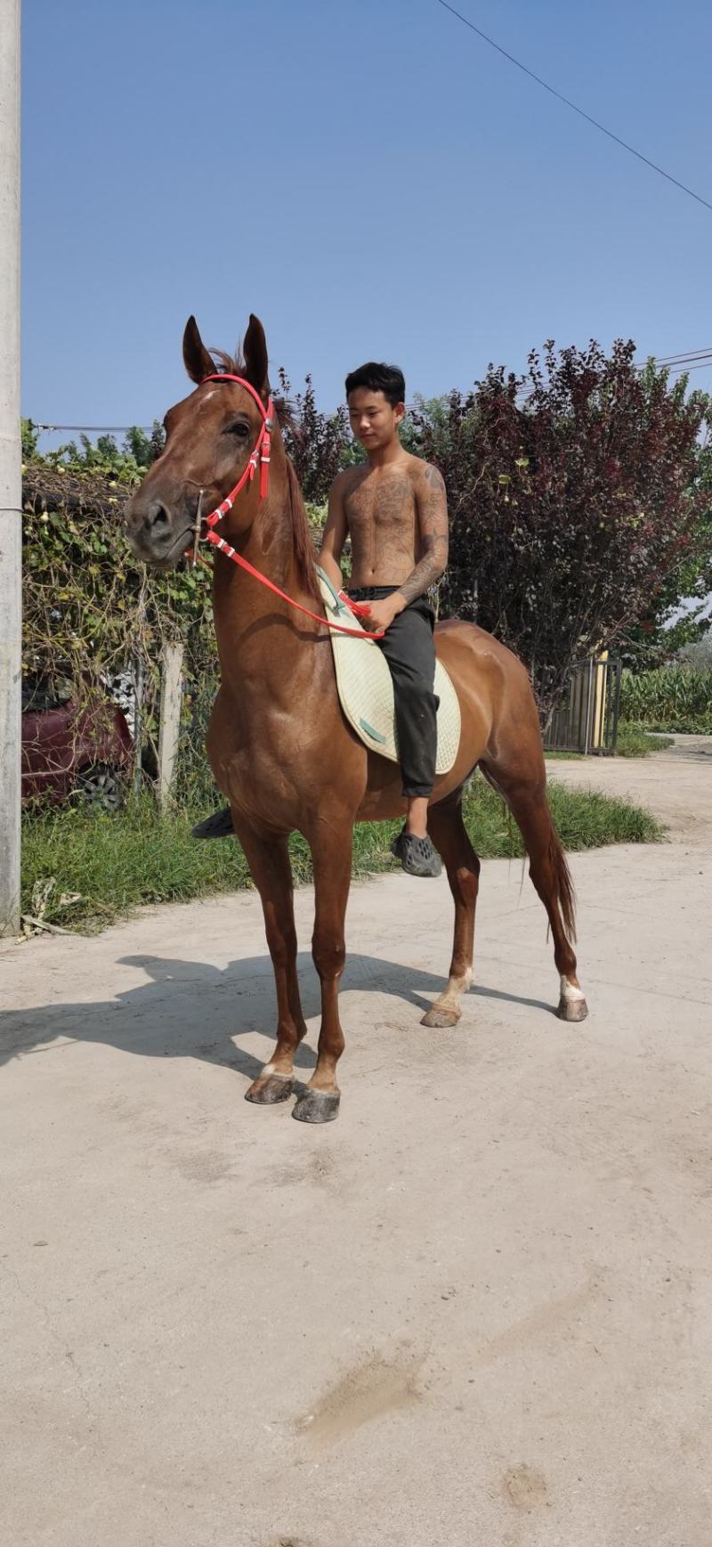 马活体马骑乘大马