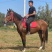 马活体马骑乘大马