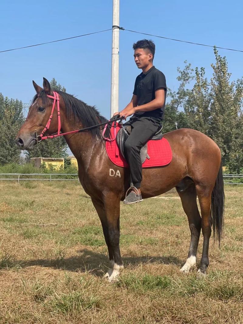 马活体马骑乘大马