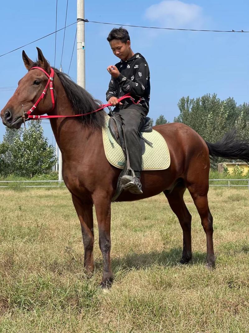 马活体马骑乘大马