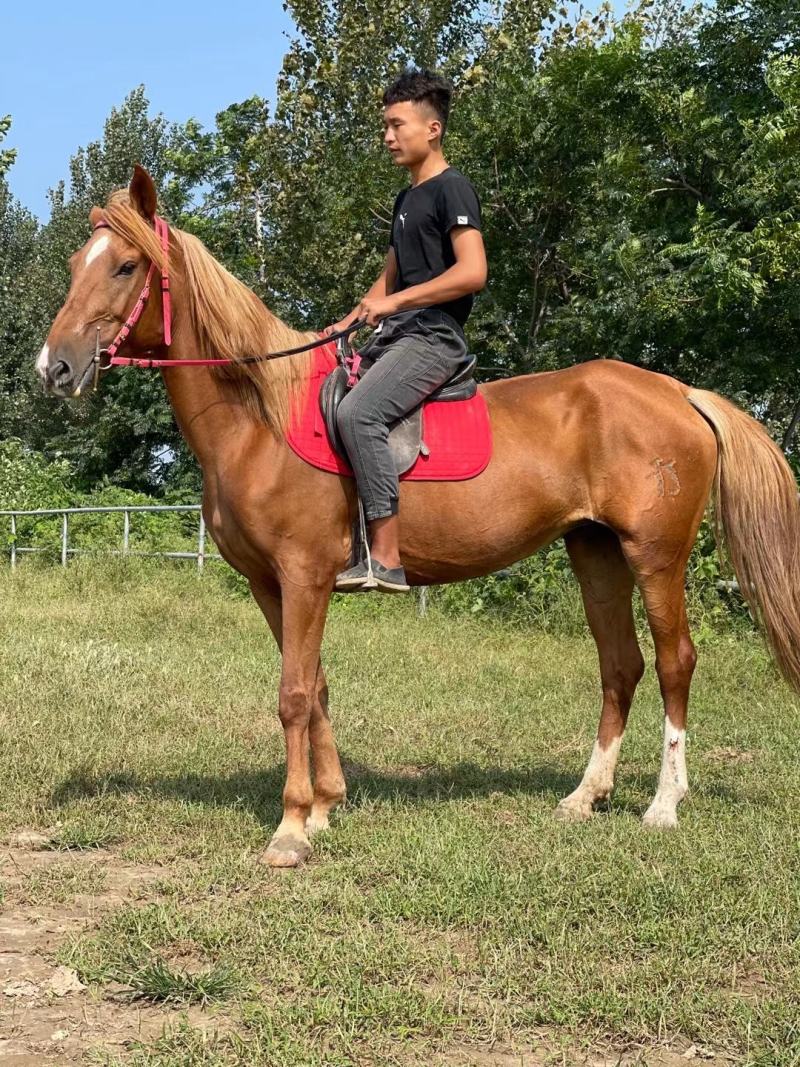 马活体马骑乘大马