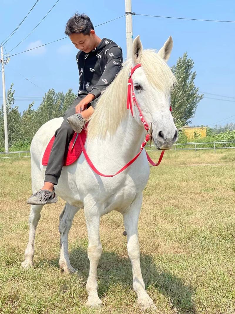 马活体马骑乘大马
