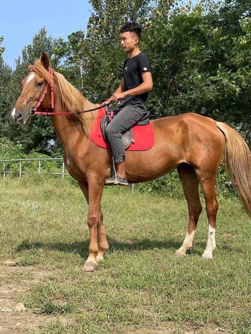 马活体马骑乘大马