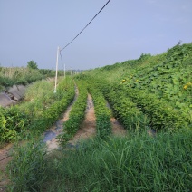 六十亩果园待租，地势高但有滴灌工程，水电路样样齐全。