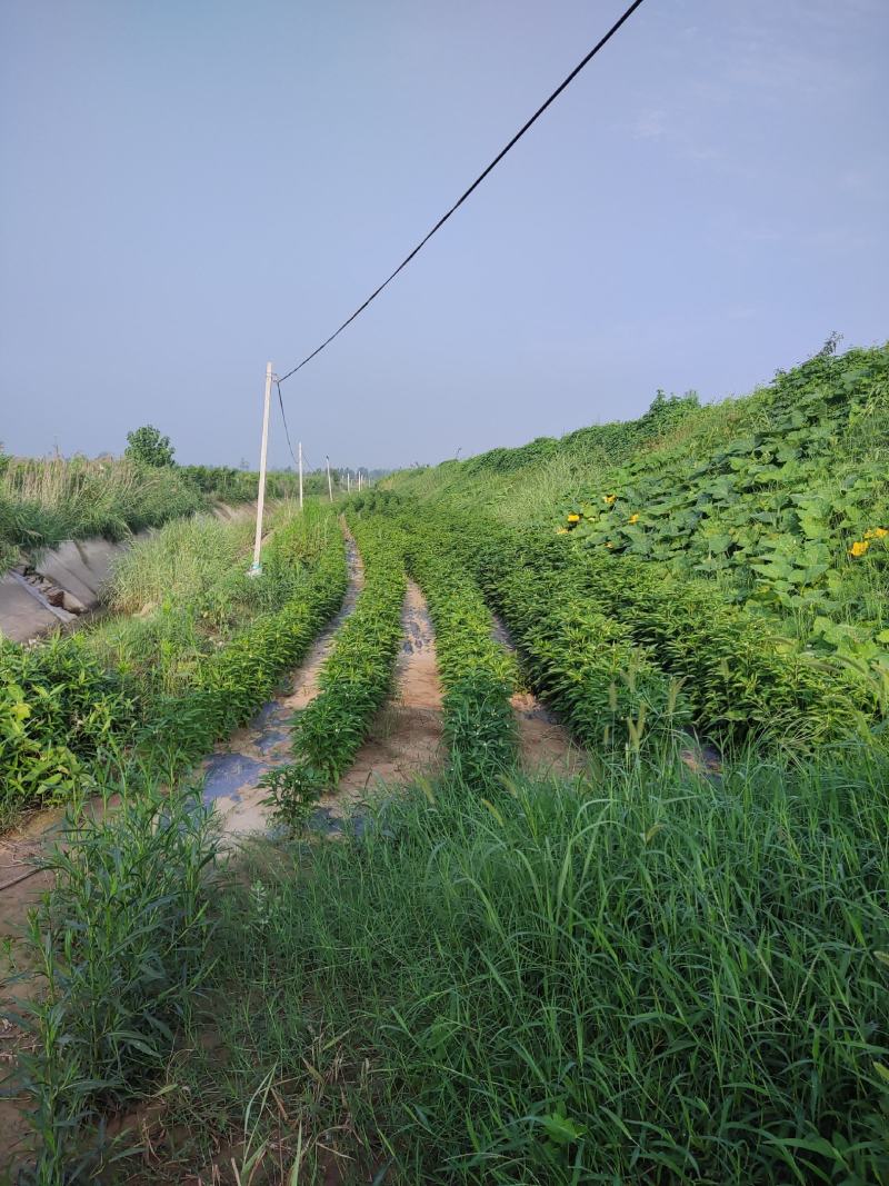 六十亩果园待租，地势高但有滴灌工程，水电路样样齐全。