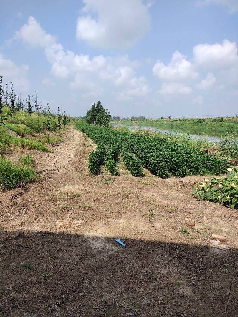 六十亩果园待租，地势高但有滴灌工程，水电路样样齐全。