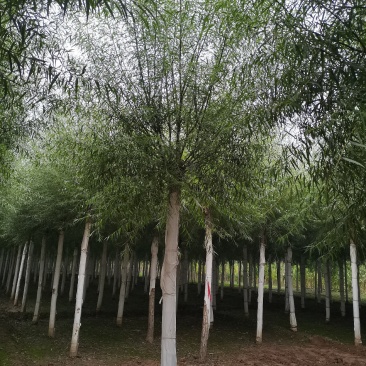 柳树，馒头柳，旱柳，金丝柳垂柳6--15公分大量