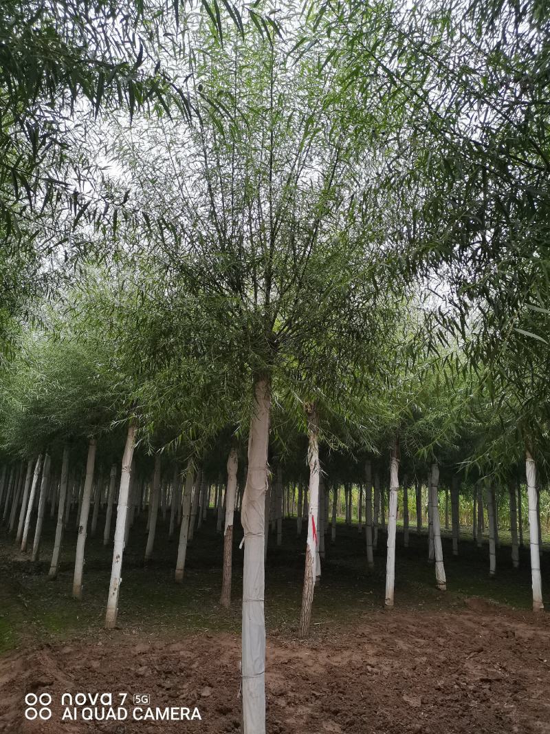 柳树，馒头柳，旱柳，金丝柳垂柳6--15公分大量