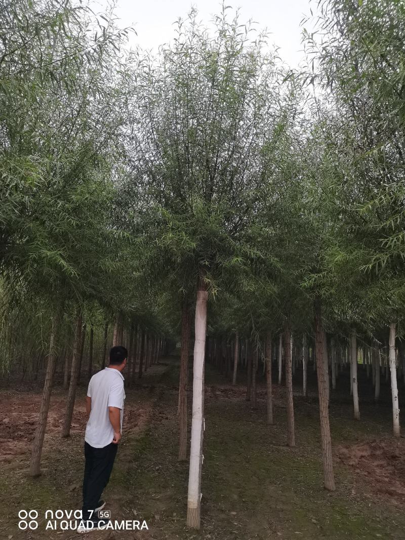 柳树，馒头柳，旱柳，金丝柳垂柳6--15公分大量