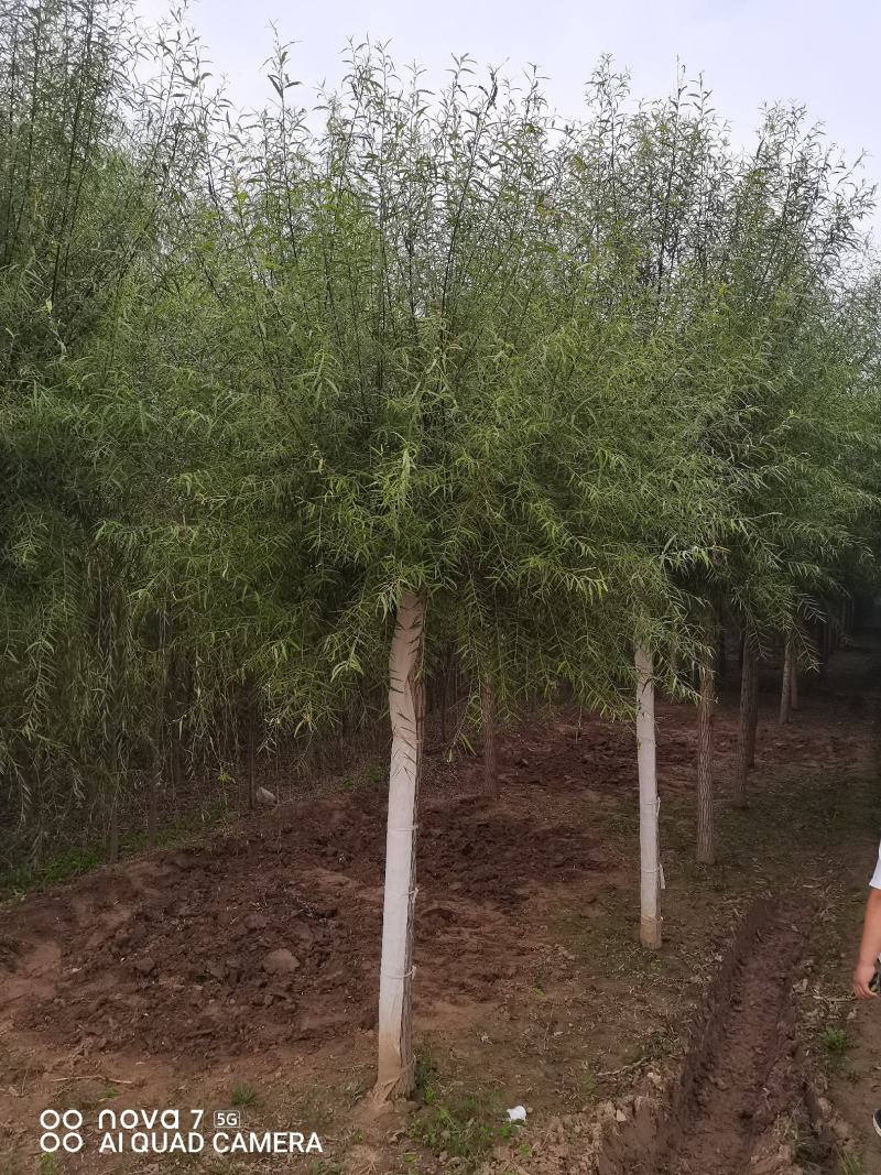 柳树，馒头柳，旱柳，金丝柳垂柳6--15公分大量