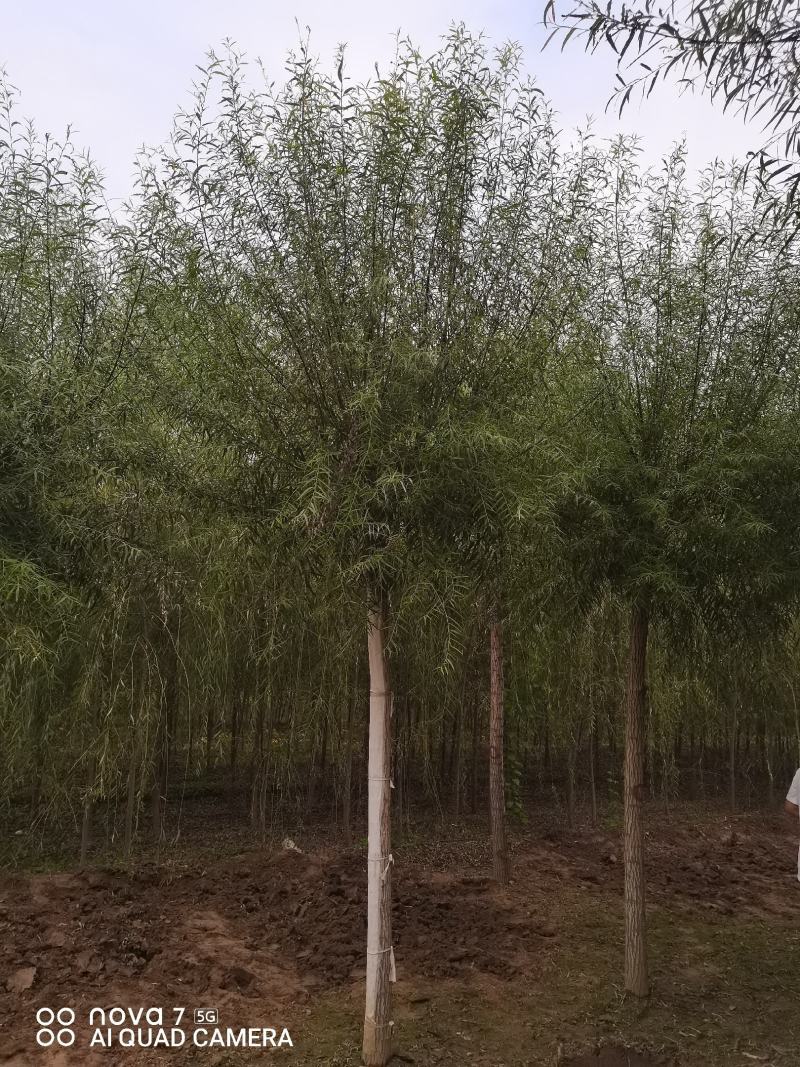 柳树，馒头柳，旱柳，金丝柳垂柳6--15公分大量