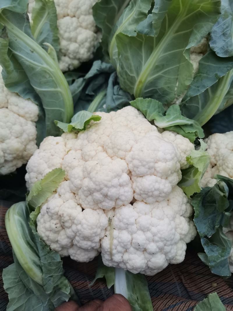 菜花.实花.有机花大量供应，产地直发.品质保证，服务周到