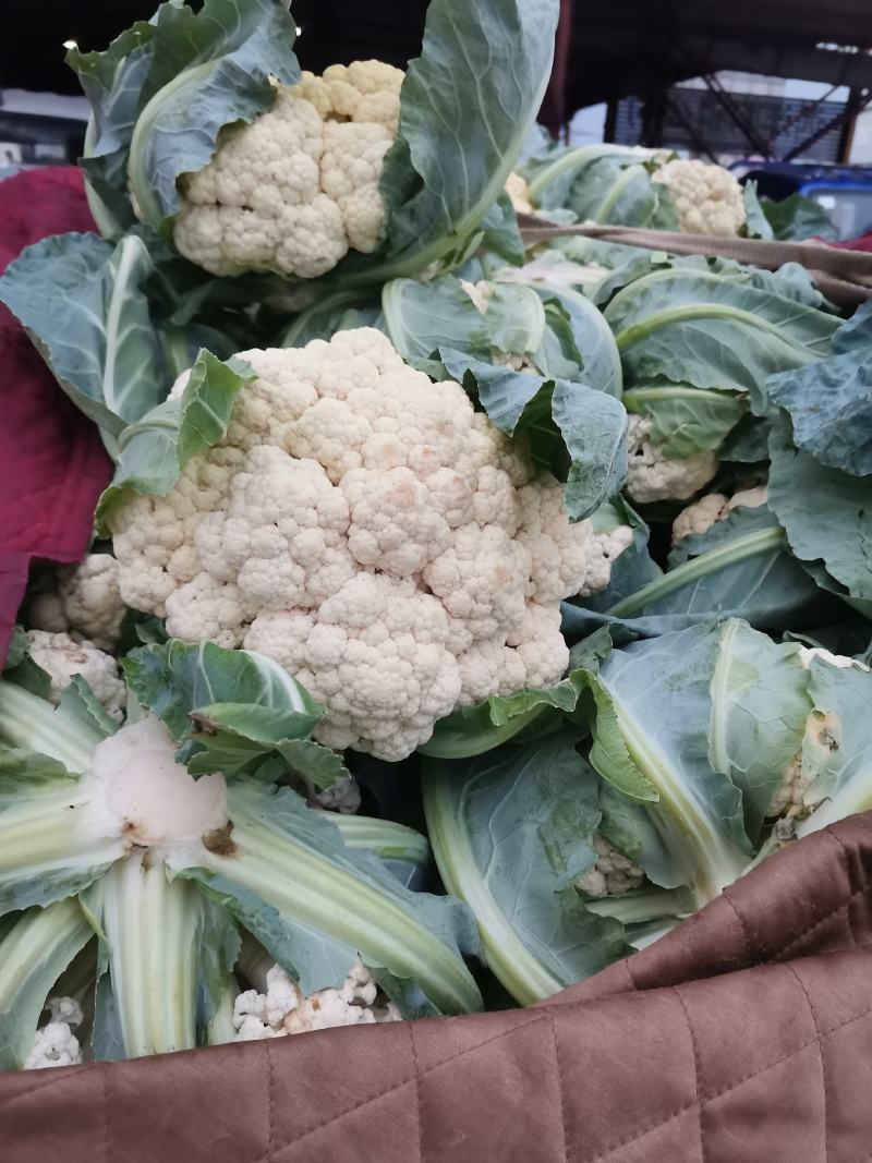 菜花.实花.有机花大量供应，产地直发.品质保证，服务周到