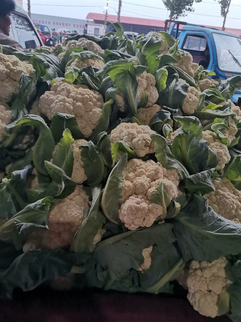菜花.实花.有机花大量供应，产地直发.品质保证，服务周到