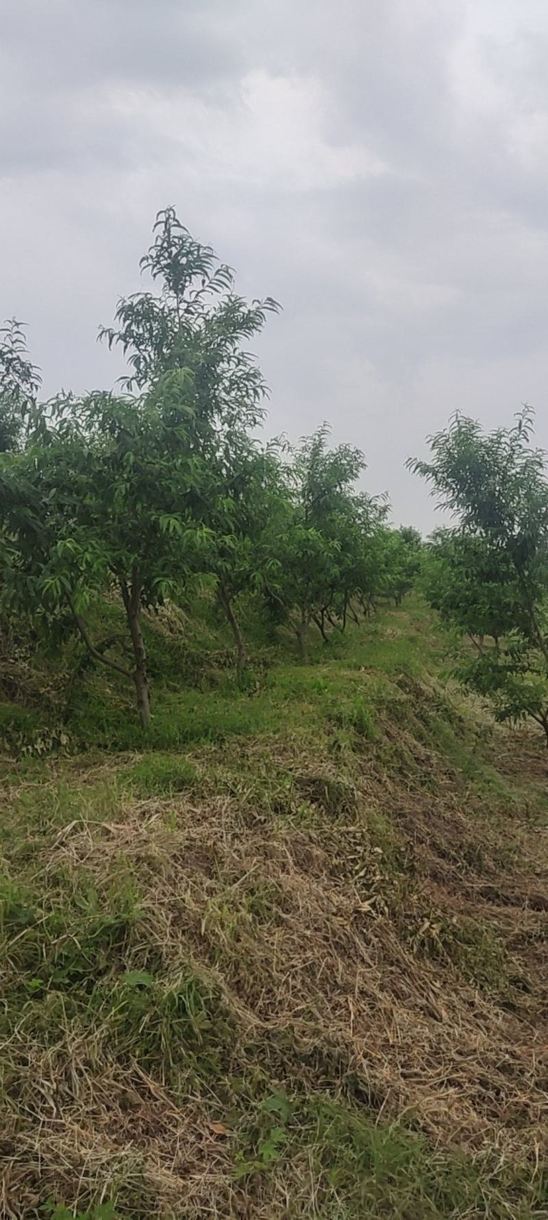 六十亩果园待租，地势高但有滴灌工程，水电路样样齐全。