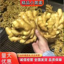 贵州［精选]小黄姜产地批发坏烂包赔全国发货