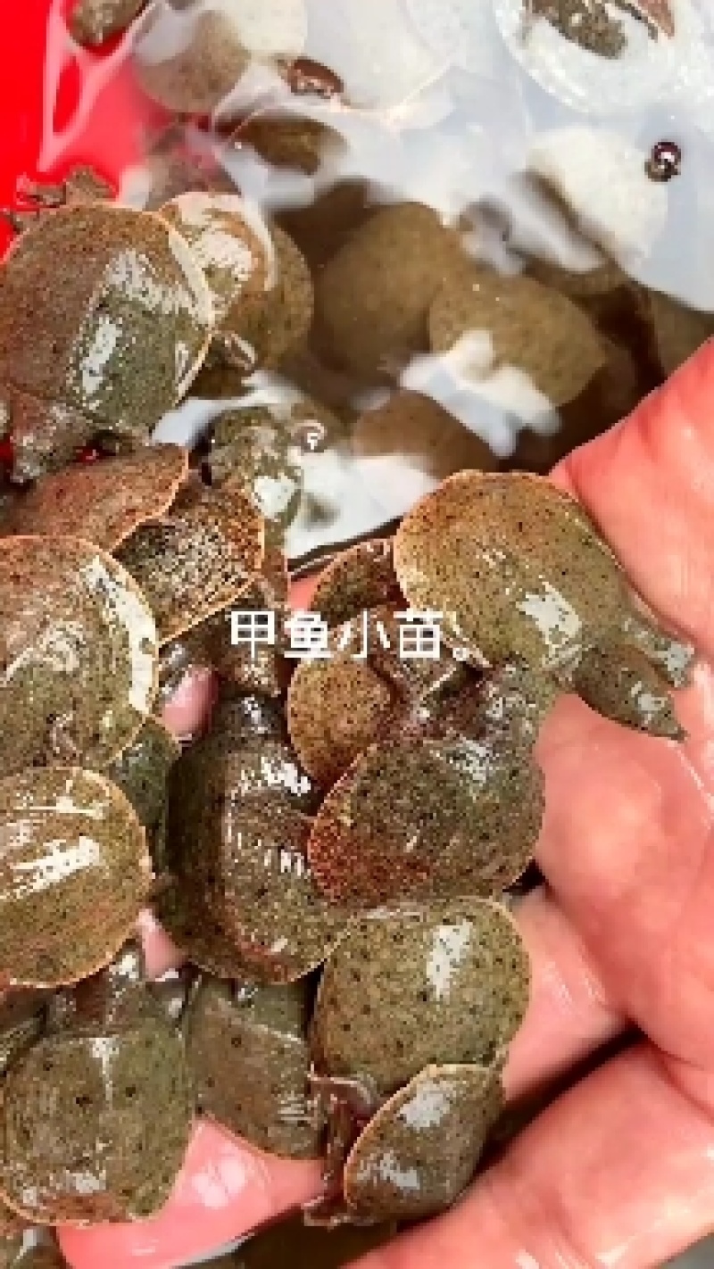 常年出售甲鱼苗成品甲鱼等优质甲鱼量大从优