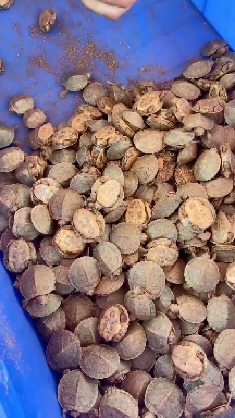 常年出售甲鱼苗成品甲鱼等优质甲鱼量大从优