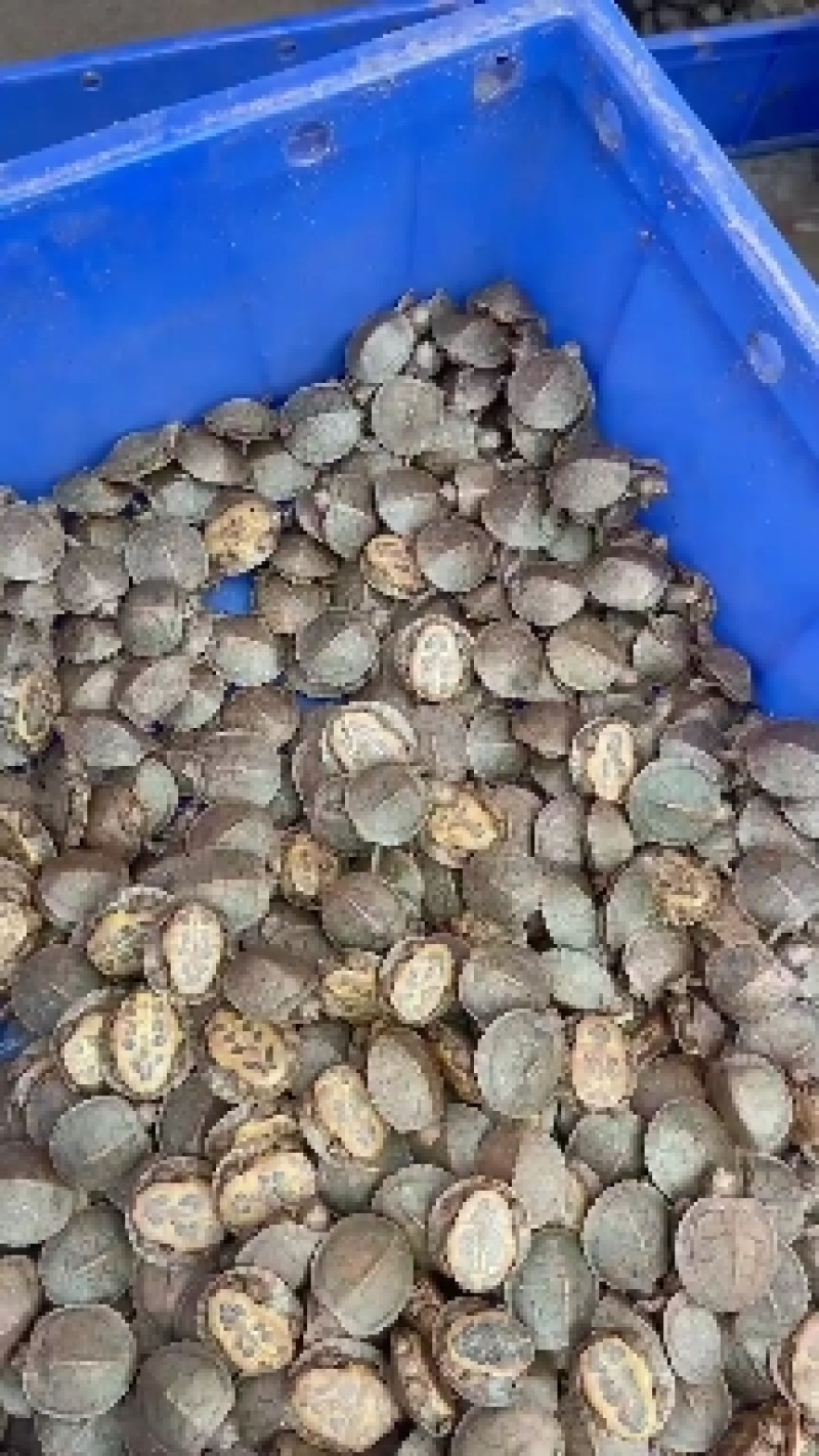 常年出售甲鱼苗成品甲鱼等优质甲鱼量大从优