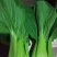 耐寒青梗菜种子耐抽苔耐低温束腰油绿越冬上海青菜种子