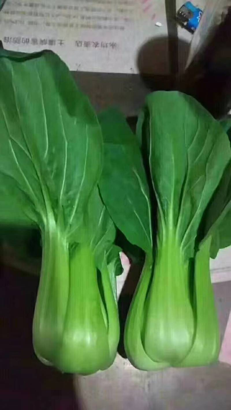 耐寒青梗菜种子耐抽苔耐低温束腰油绿越冬上海青菜种子