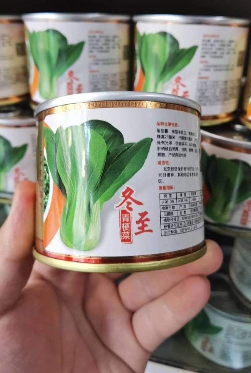 耐寒青梗菜种子耐抽苔耐低温束腰油绿越冬上海青菜种子