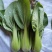 耐寒青梗菜种子耐抽苔耐低温束腰油绿越冬上海青菜种子