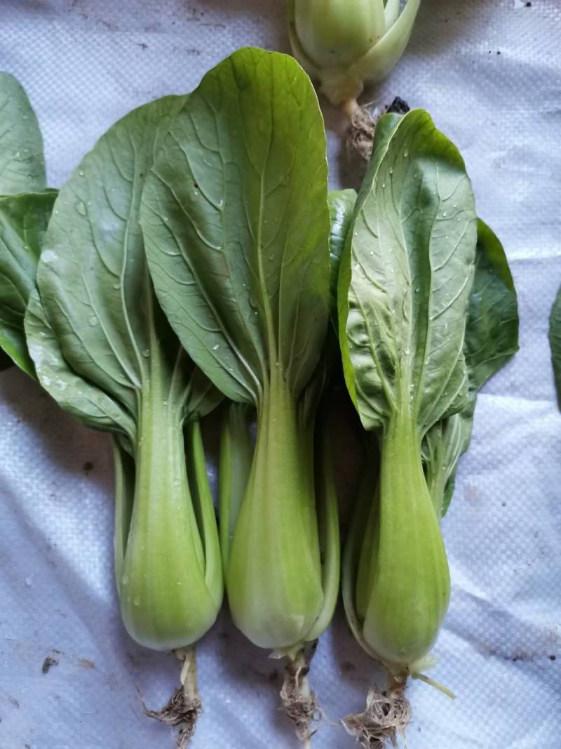 耐寒青梗菜种子耐抽苔耐低温束腰油绿越冬上海青菜种子