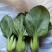 耐寒青梗菜种子耐抽苔耐低温束腰油绿越冬上海青菜种子