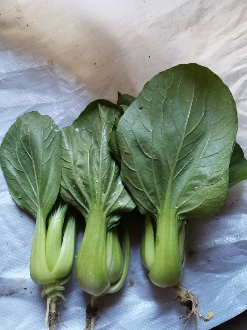 耐寒青梗菜种子耐抽苔耐低温束腰油绿越冬上海青菜种子