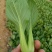 耐寒青梗菜种子耐抽苔耐低温束腰油绿越冬上海青菜种子
