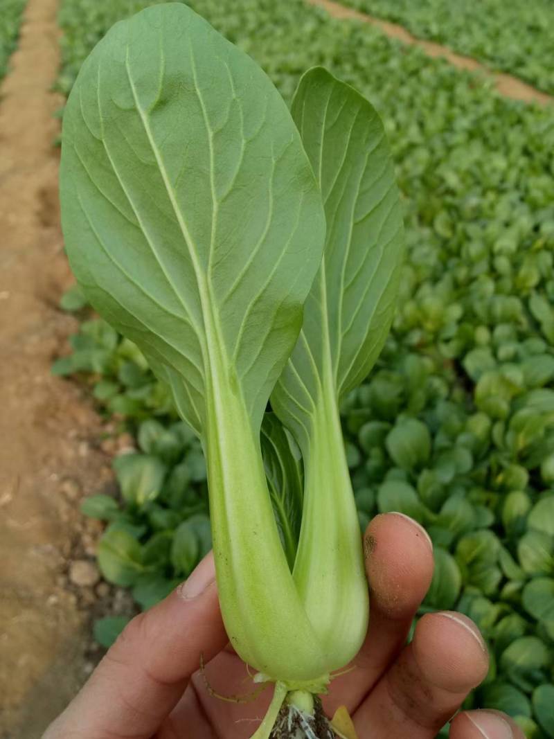 耐寒青梗菜种子耐抽苔耐低温束腰油绿越冬上海青菜种子