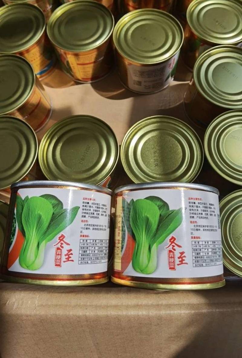 耐寒青梗菜种子耐抽苔耐低温束腰油绿越冬上海青菜种子