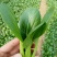 耐寒青梗菜种子耐抽苔耐低温束腰油绿越冬上海青菜种子