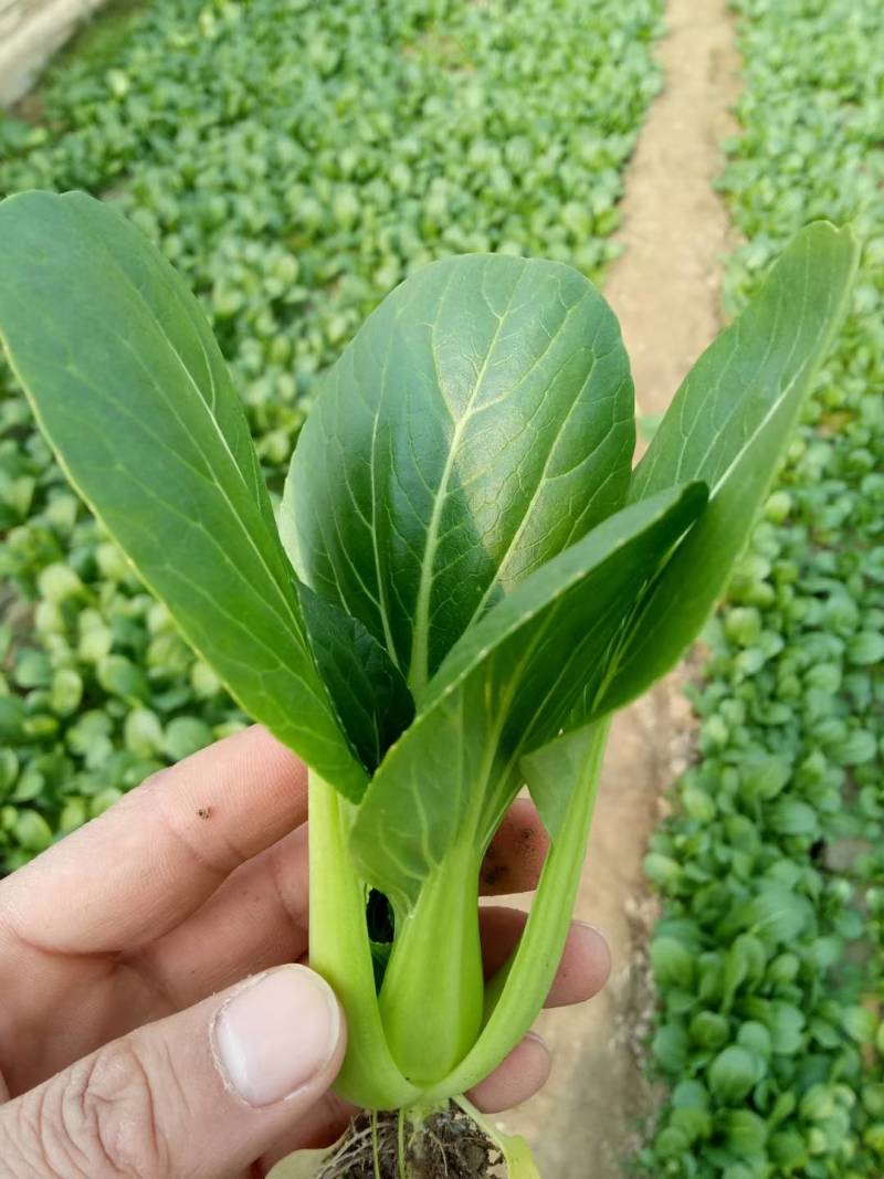 耐寒青梗菜种子耐抽苔耐低温束腰油绿越冬上海青菜种子