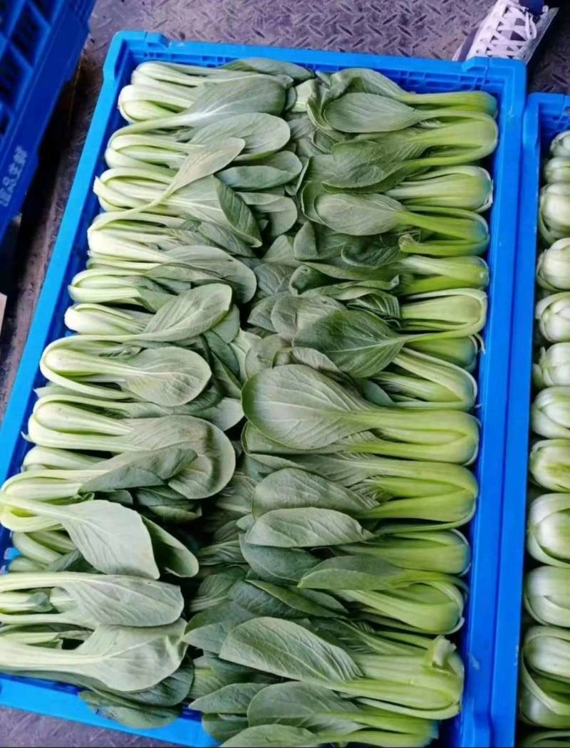 耐寒青梗菜种子耐抽苔耐低温束腰油绿越冬上海青菜种子