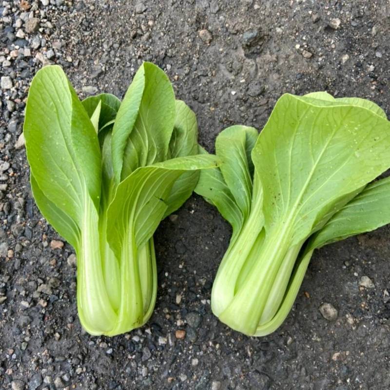 耐寒青梗菜种子耐抽苔耐低温束腰油绿越冬上海青菜种子