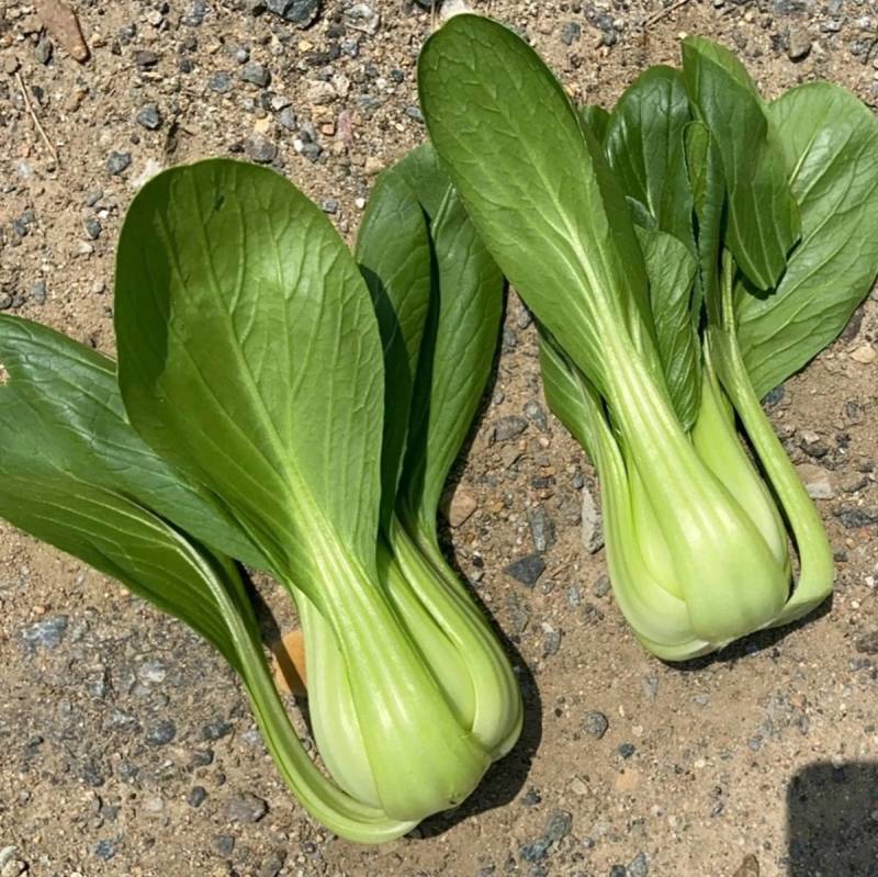 耐寒青梗菜种子耐抽苔耐低温束腰油绿越冬上海青菜种子