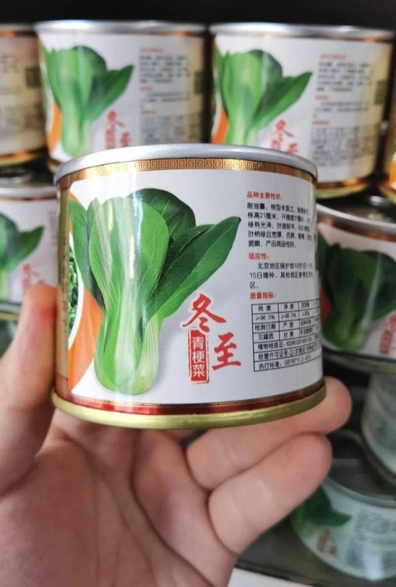 高品质！杂交耐寒青菜种子耐低温耐抽苔束腰油绿越冬